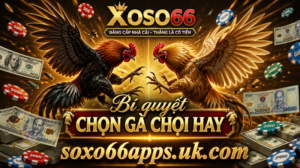 Bí quyết chọn gà chọi hay